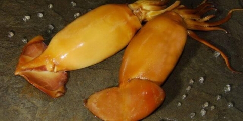 Toplo, hladno dimljene lignje: kalorije i prednosti, recepti sa fotografijama